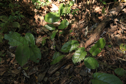 Aristolochia asclepiadifolia